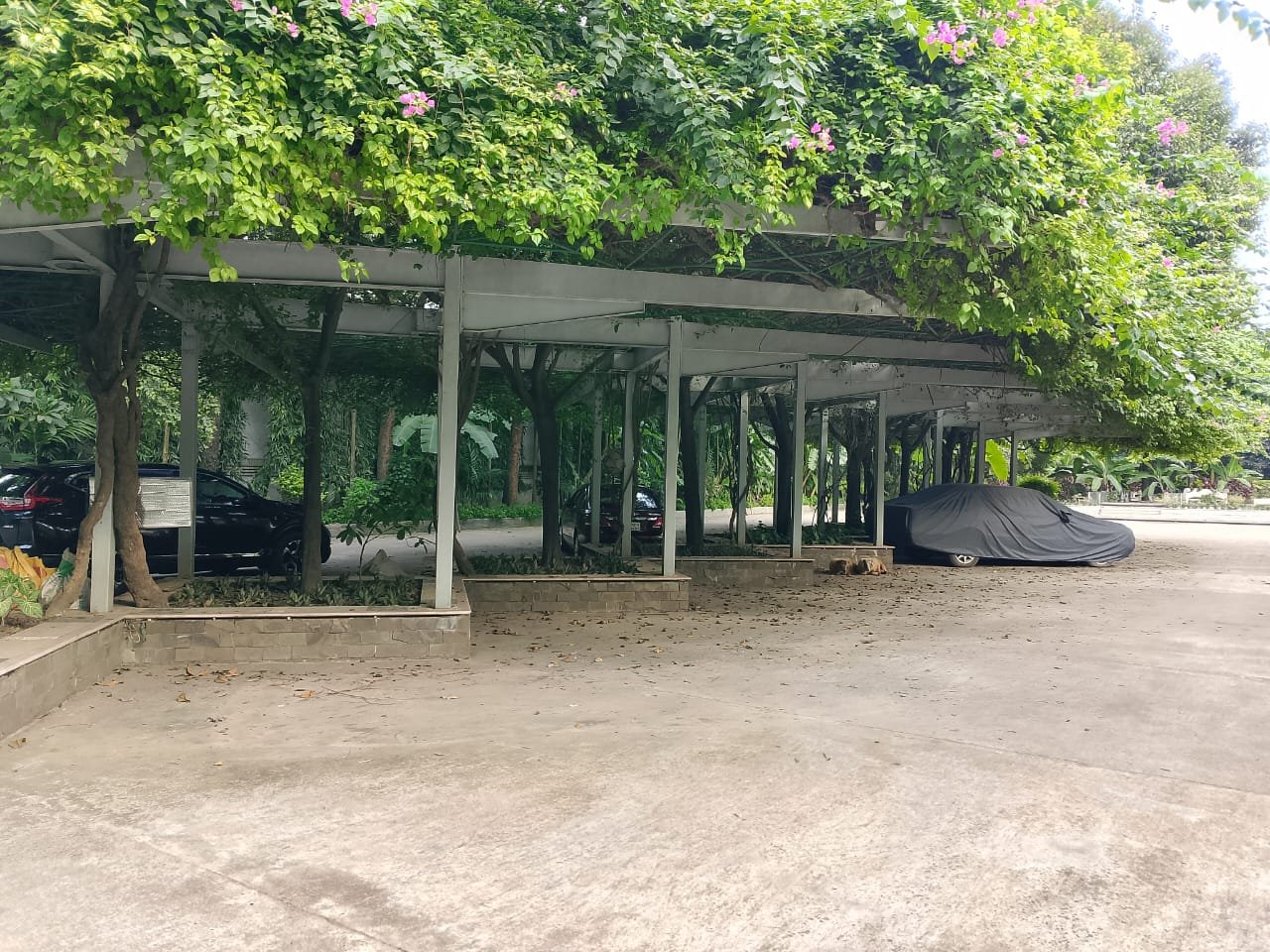 Pergola Carport Bougainvillea at Bulbul Event Spaces